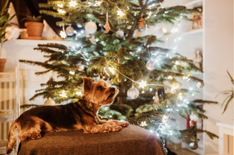 Pre-Lit Artificial Christmas Trees: A Festive Addition